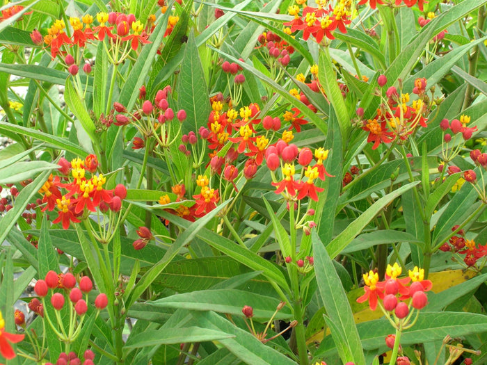 Tropical Milkweed