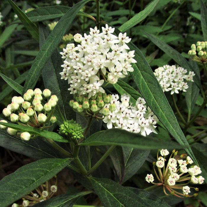 Snowy Milkweed - Native