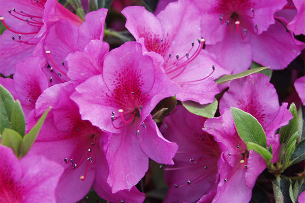 Azalea - Lavender Formosa