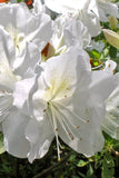 Azalea - GG Gerbing