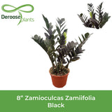 ZZ Plant - Black