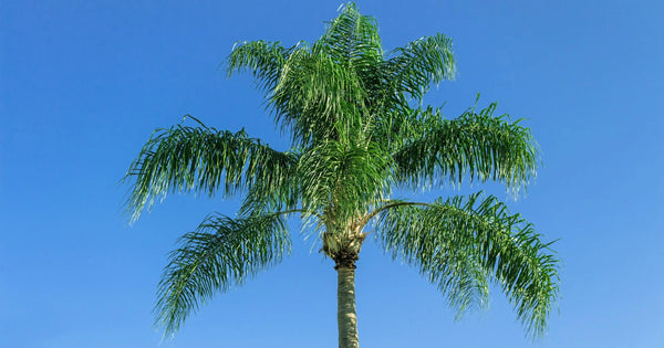 Queen Palm