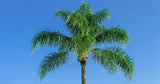 Queen Palm