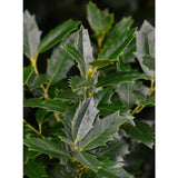 Oakleaf Holly