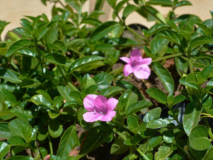 Coral Creeper