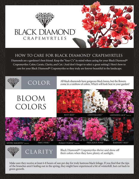 Crape Myrtle - Black Diamond Crimson Red Multi – The Gardens Nursery