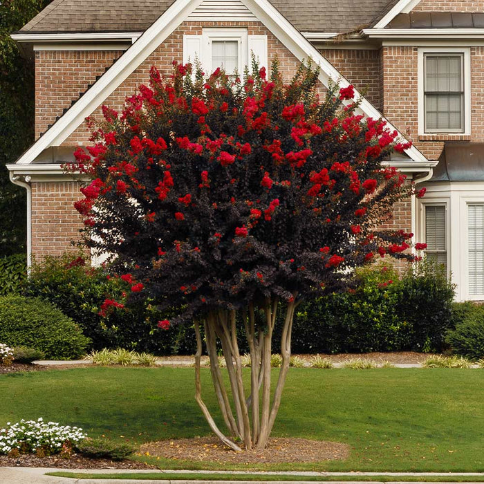 Crape Myrtle - Black Diamond Best Red