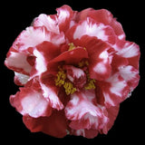 Camellia - Bobby Fain Variegated