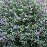 Buddleia - Blue Heaven