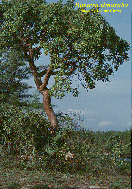 Gumbo Limbo Tree