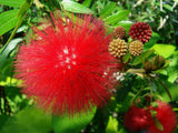 Dwarf Red Powder Puff