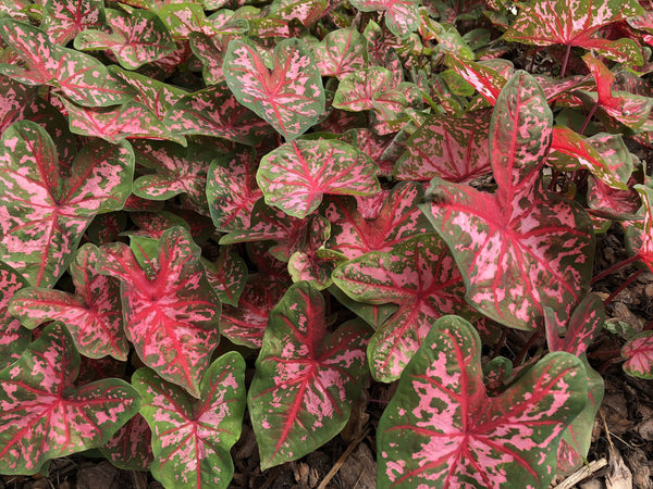 Caladium