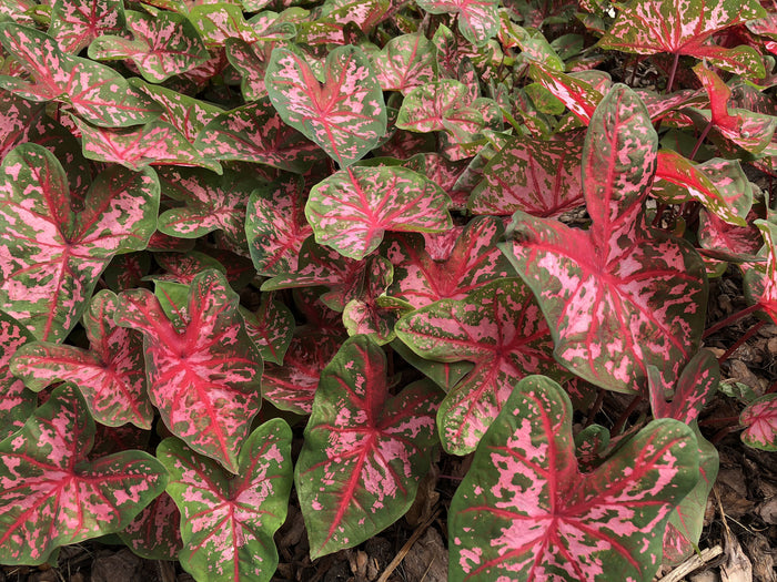 Caladium