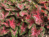 Caladium