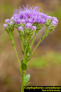 Florida Paintbrush - Native