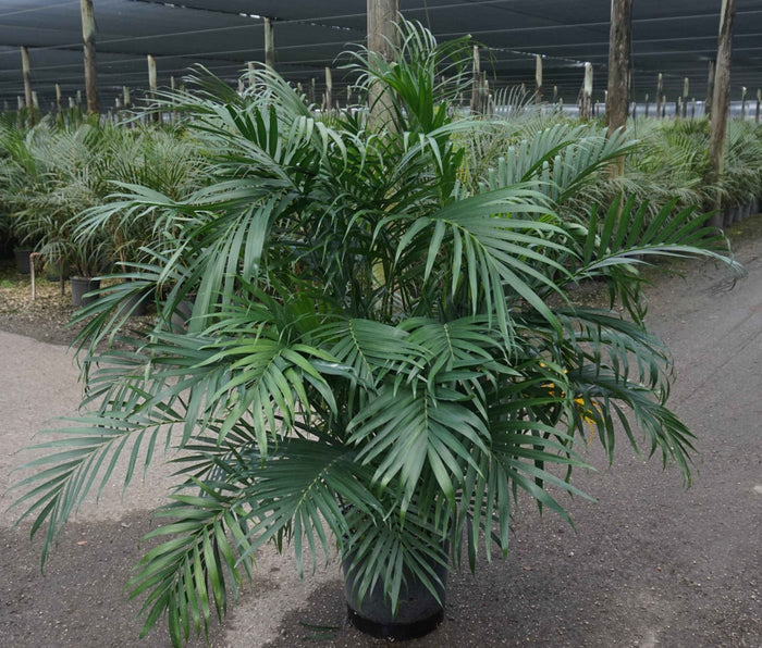 Cat Palm