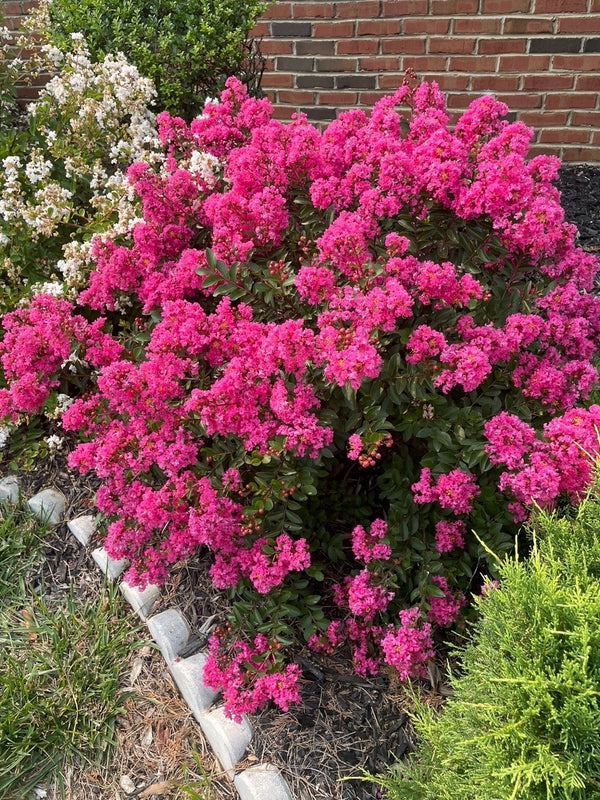 Crape Myrtle - GreatMyrtle™