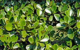Clusia