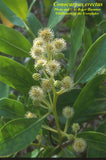 Green Buttonwood