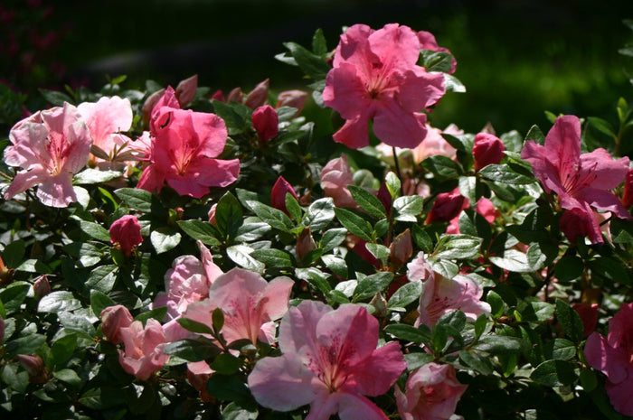 Azalea - Conversation Piece