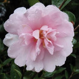 Camellia - Cotton Candy