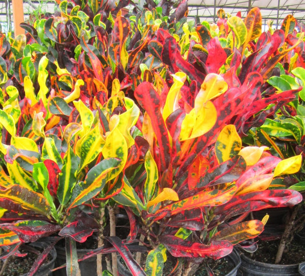 Croton - Mammy