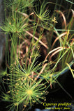 Dwarf Papyrus