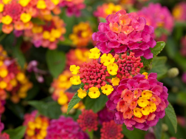 Lantana - Miss Huff