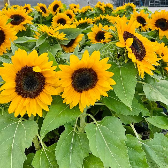 Sunflower Smiley