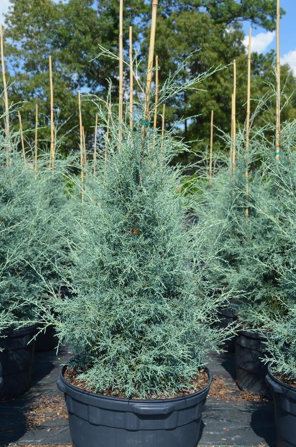 Arizona Cypress - Carolina Sapphire