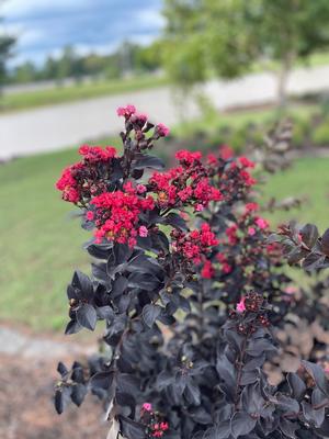 Crape Myrtle - Thunderstruck Ruby