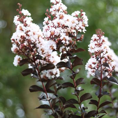 Crape Myrtle - Thunderstruck White Lightning