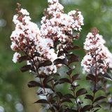 Crape Myrtle - Thunderstruck White Lightning