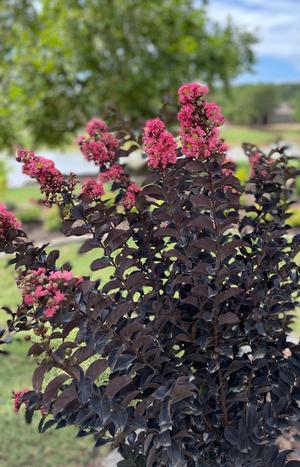 Crape Myrtle - Thunderstruck Coral Boom