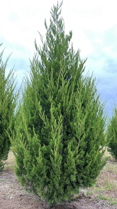 Brodie Cedar