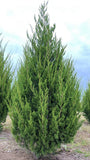 Brodie Cedar