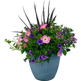 Garden Combination 'Northern Lights'