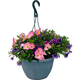 Garden Combination 'Northern Lights'