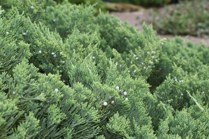 Parson's Juniper