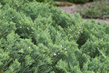 Parson's Juniper