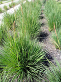 Dwarf Fakahatchee Grass