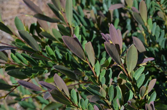 Cinnamon Girl® Distylium