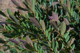 Cinnamon Girl® Distylium