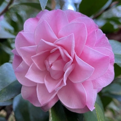 Camellia - Doris Ellis