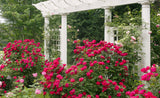 Knock Out Rose - Red Double