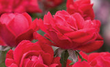 Knock Out Rose - Red Double