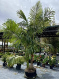 Alexandra King Palm