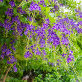 Sapphire Showers Duranta