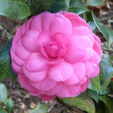 Camellia - Early Autumn
