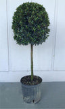 Eugenia Topiary